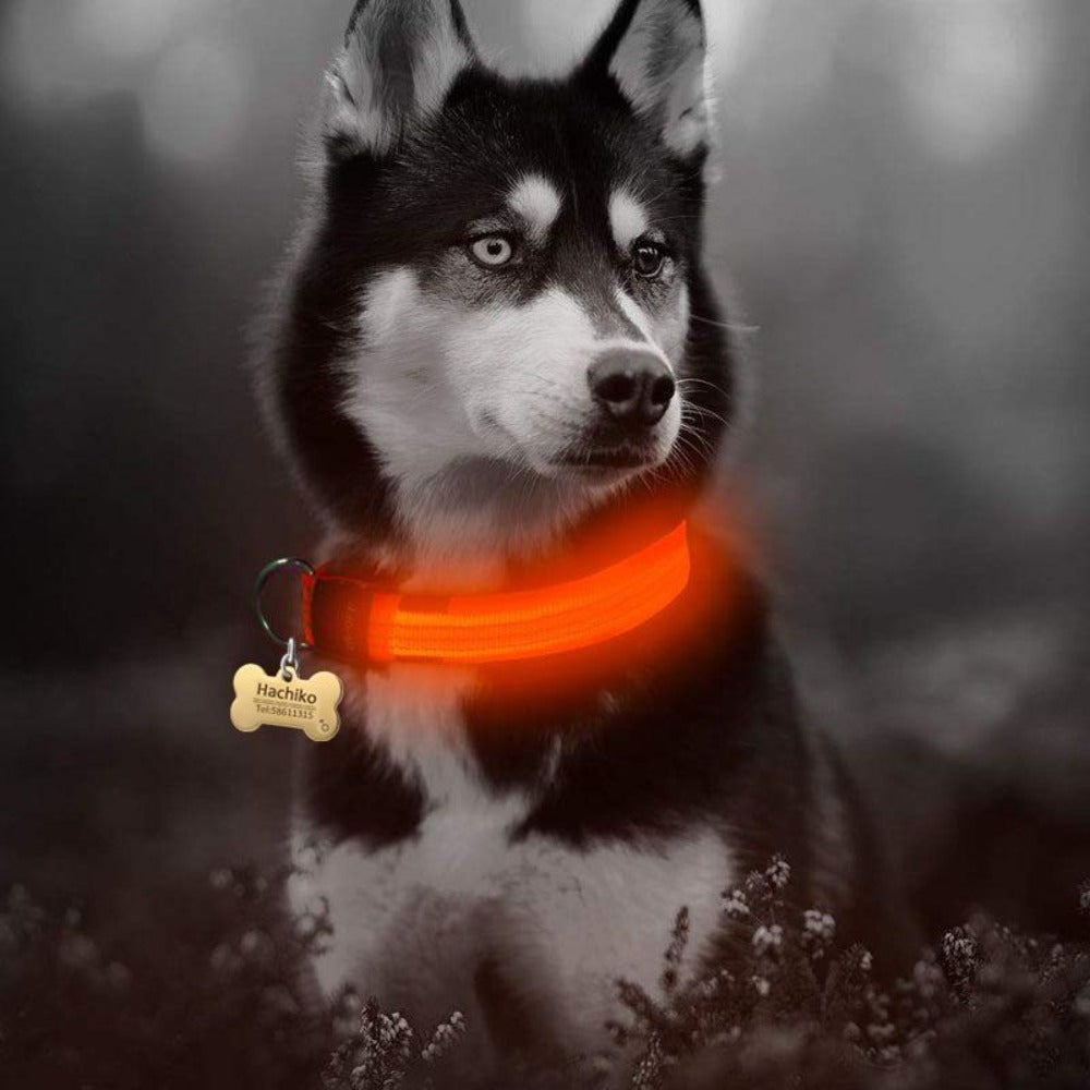 Collar LED de nailon para perros Pandora amarillo, juego de 2 piezas, ajustable, duradero y seguro para paseos nocturnos