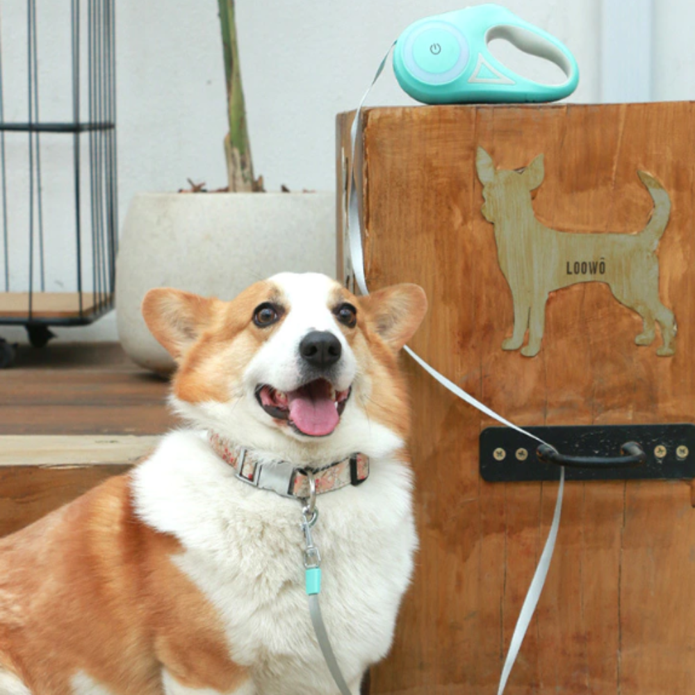 Correa retráctil automática para perros o gatos con iluminación amarilla Pandora, varios colores, bloqueo y frenado con un solo toque, agarre suave, diseño ergonómico, duradera