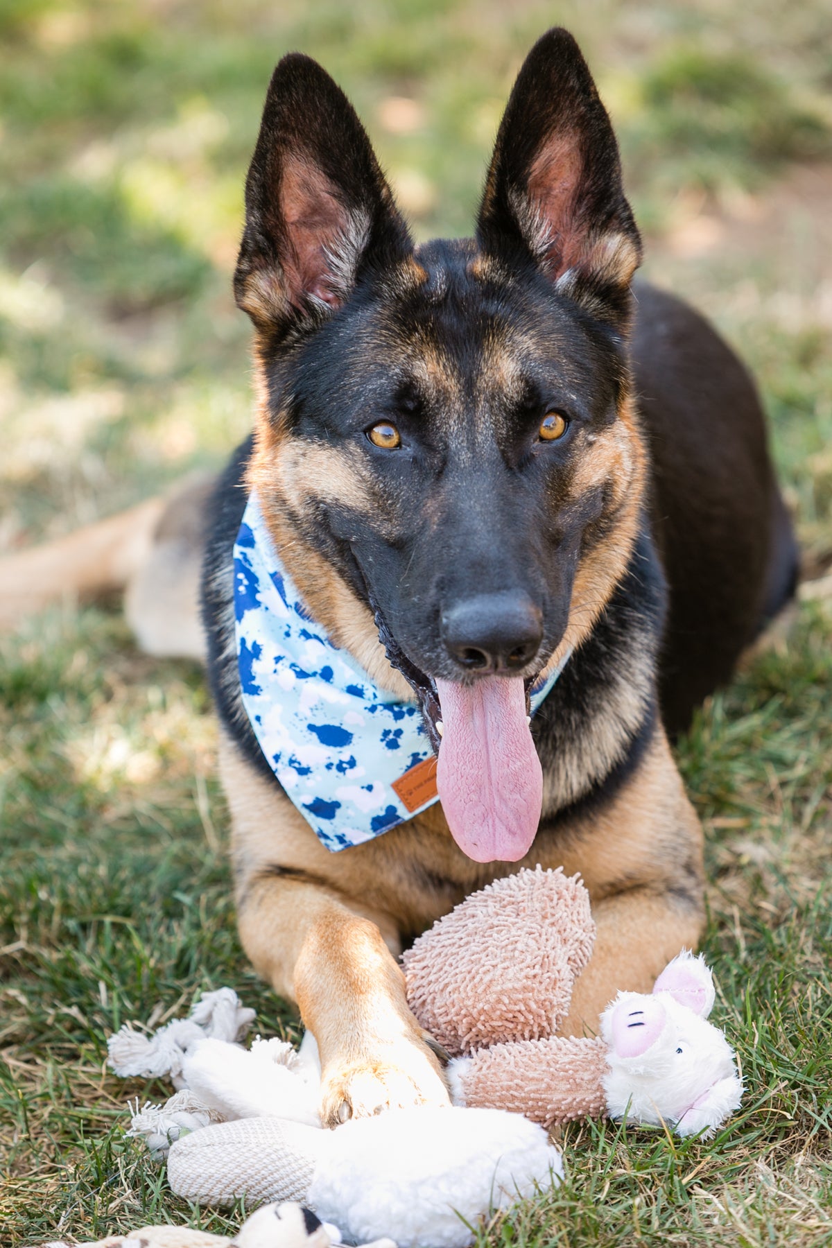 Juego de juguetes de peluche para perros TZ, paquete de 6, juguetes chirriantes, no tóxicos para perros pequeños, duraderos y que alivian la ansiedad