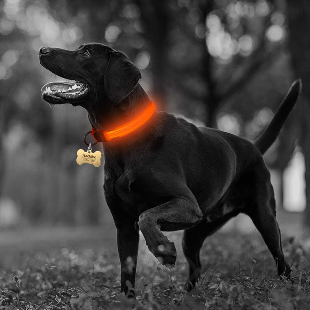 Collar LED de nailon para perros Pandora amarillo, juego de 2 piezas, ajustable, duradero y seguro para paseos nocturnos